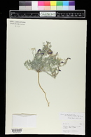 Astragalus amphioxys image