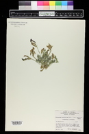 Symphyotrichum lanceolatum var. hesperium image