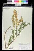 Astragalus bisulcatus image