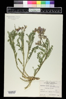 Astragalus bisulcatus image