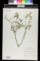 Astragalus bisulcatus image