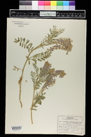 Astragalus bisulcatus image