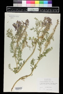 Astragalus bisulcatus image