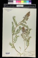 Astragalus bisulcatus image