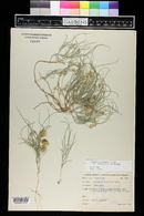 Astragalus ceramicus image