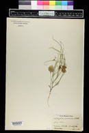 Astragalus ceramicus image