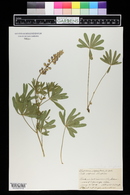 Lupinus alpestris image