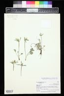 Ranunculus inamoenus image