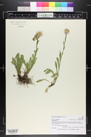 Erigeron eximius image