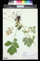 Geum macrophyllum image