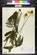 Rudbeckia laciniata image