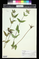 Monarda fistulosa image