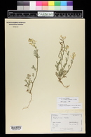 Corydalis aurea image