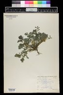 Corydalis aurea image