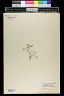 Corydalis aurea image