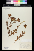 Eustoma grandiflorum image
