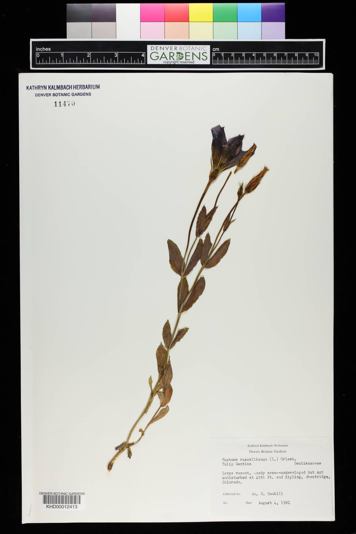 Eustoma grandiflorum image