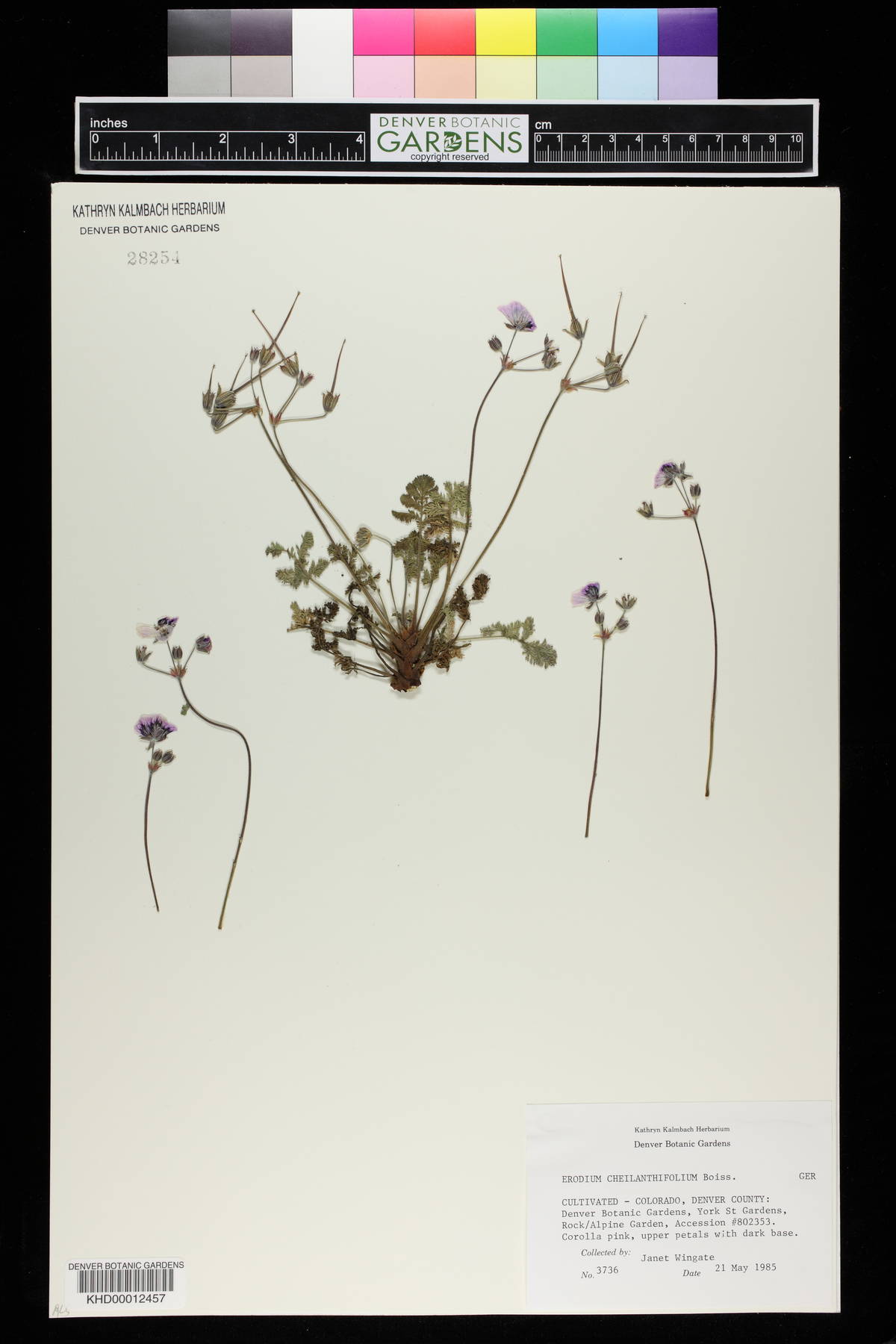 Erodium cheilanthifolium image