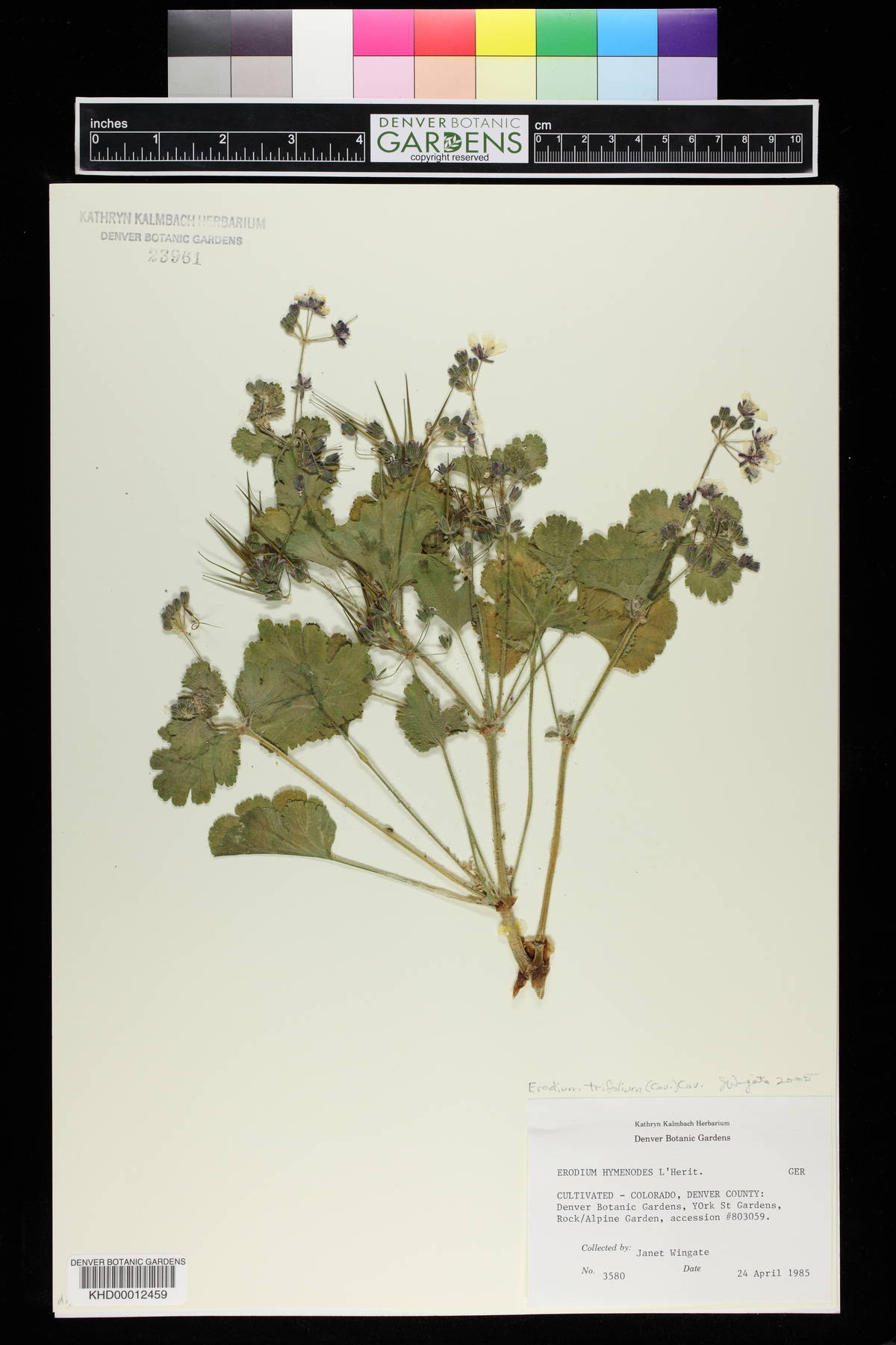 Erodium trifolium image