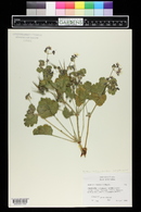 Erodium trifolium image