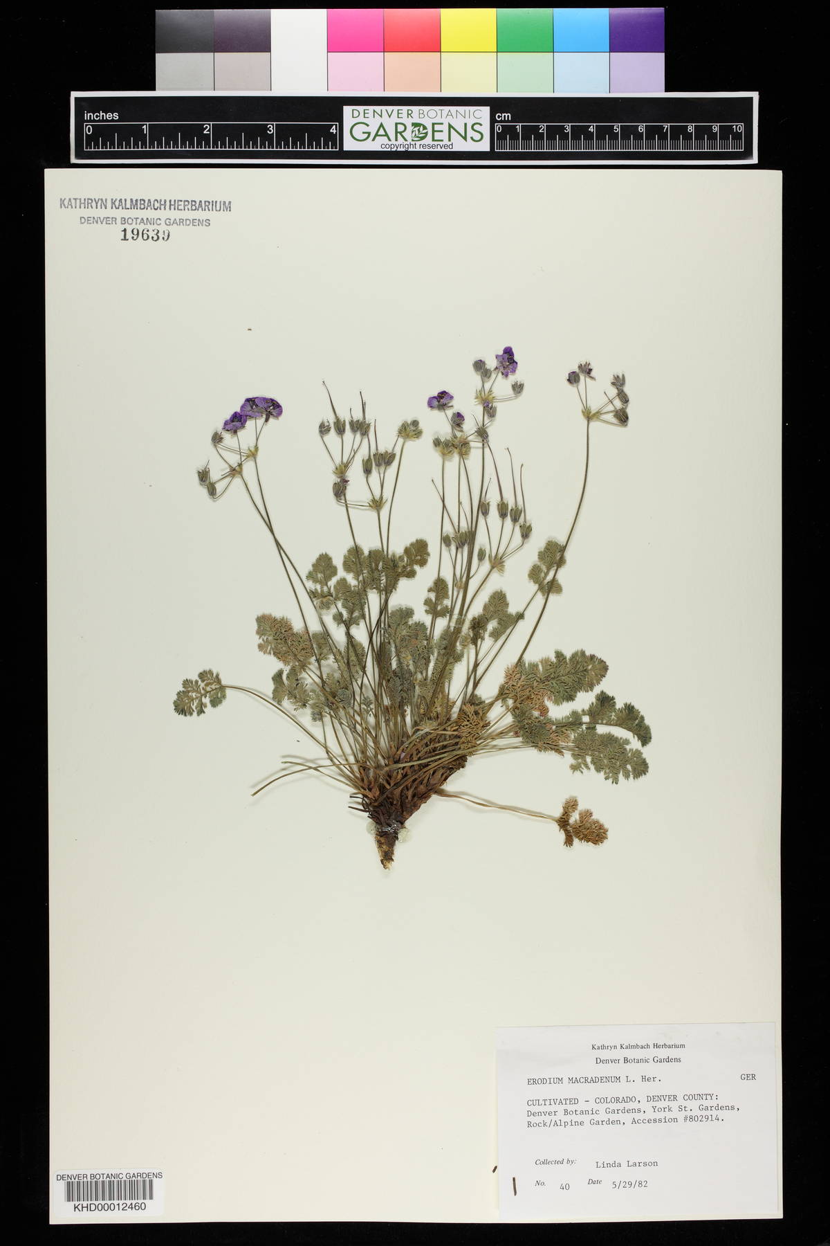 Erodium glandulosum image