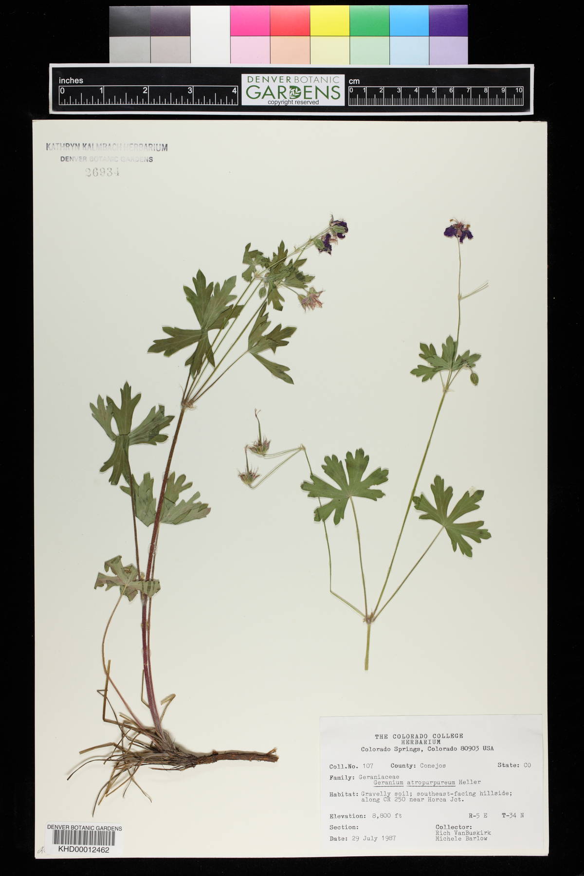 Geranium atropurpureum image