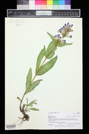 Penstemon glaber image