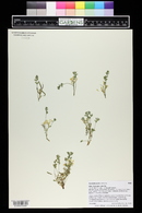 Corydalis aurea image