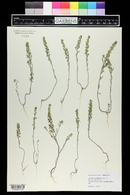 Alyssum desertorum image