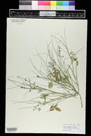 Astragalus ceramicus image