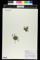 Draba oligosperma image