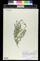 Atriplex elegans image