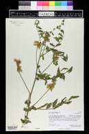 Glycyrrhiza lepidota image