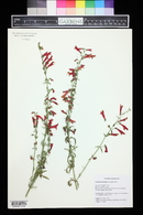 Penstemon barbatus image