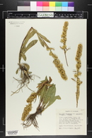 Solidago simplex image