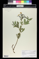 Thermopsis montana image