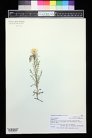 Oenothera coronopifolia image