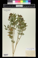 Hydrophyllum fendleri image