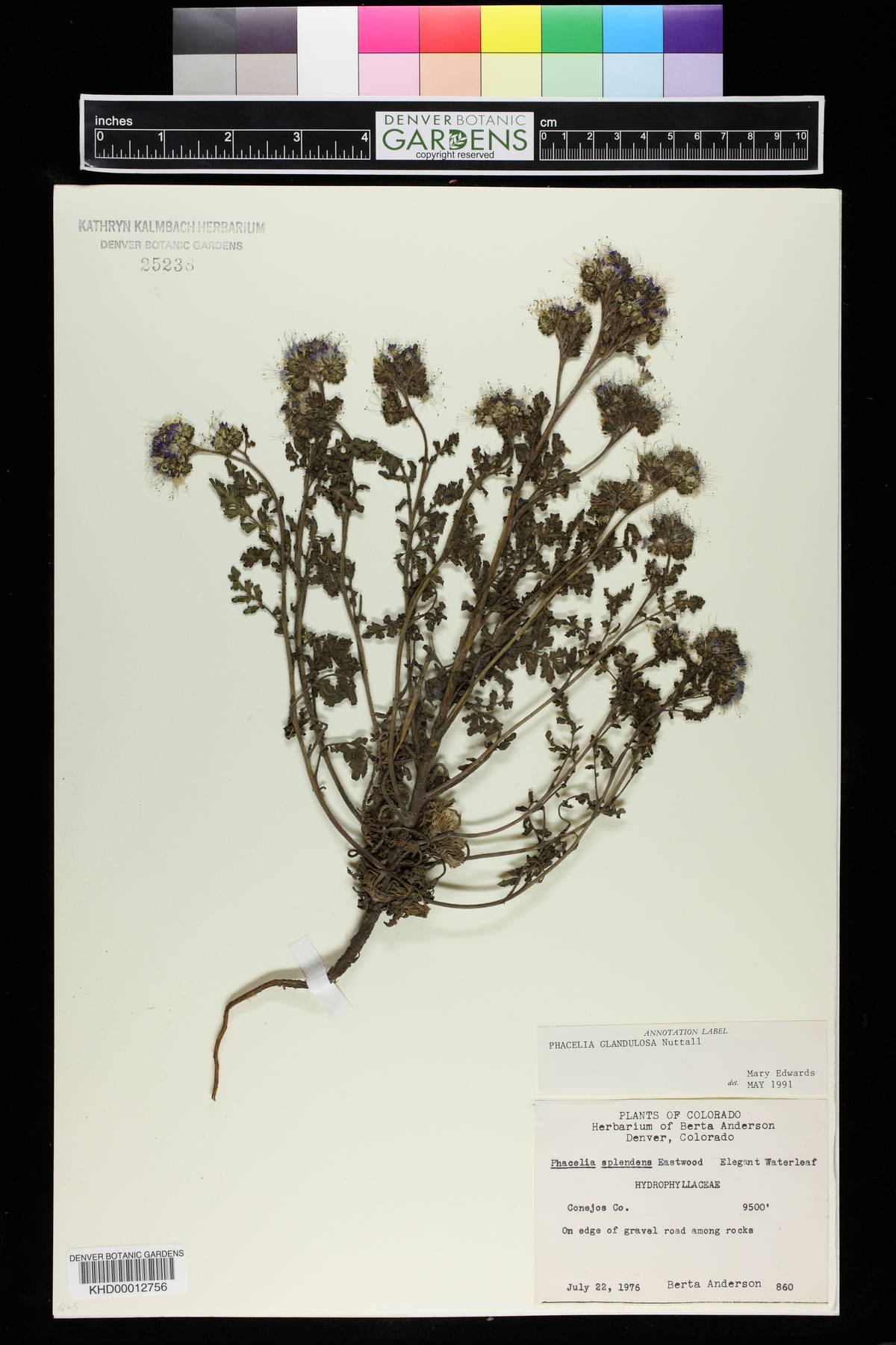 Phacelia glandulosa image