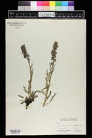 Phacelia sericea image