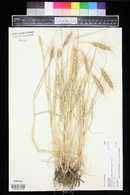 Triticum aestivum image