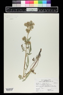 Phacelia heterophylla image