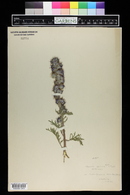 Phacelia sericea image