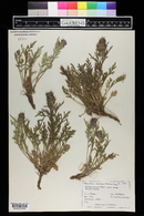 Phacelia sericea image