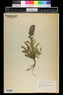 Phacelia sericea image