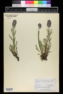 Phacelia sericea image