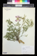 Callirhoe involucrata image