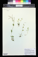 Epilobium hornemannii image