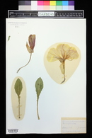 Oenothera brachycarpa image