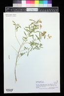 Oenothera nuttallii image